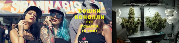 прущие грибы Вязники