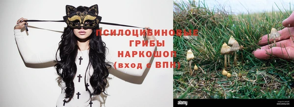 прущие грибы Вязники
