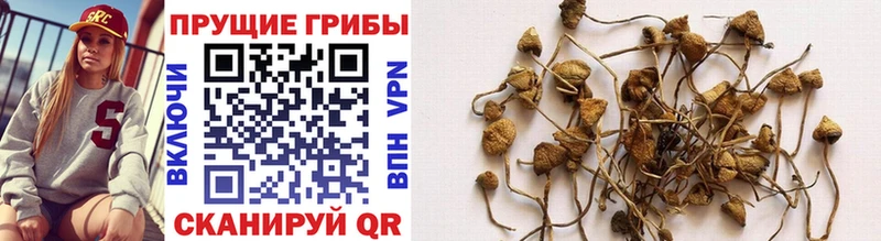 Купить где  Ржев  Псилоцибиновые грибы Psilocybine cubensis 